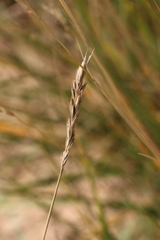 Leymus chinensis