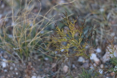 Artemisia adamsii