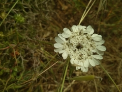 Artedia squamata