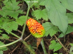 Arisaema heterophyllum