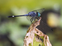 Micrathyria atra