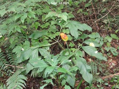 Arisaema heterophyllum