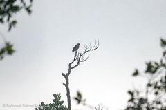 Treron fulvicollis