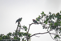 Treron fulvicollis