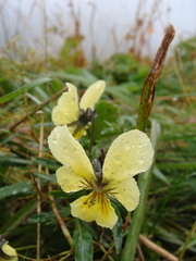 Viola lutea sudetica