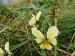 Viola lutea sudetica