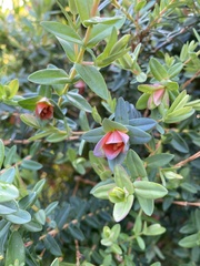 Darwinia citriodora