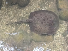 Potamotrygon motoro