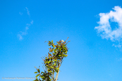 Cinnyris jugularis ornatus