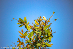 Cinnyris jugularis ornatus