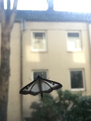 Cydalima perspectalis