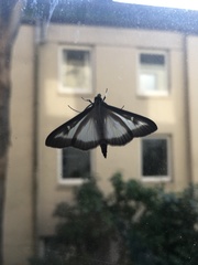 Cydalima perspectalis