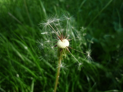 Taraxacum proximum