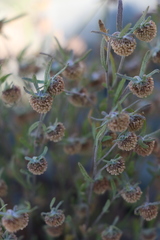 Artemisia macrocephala
