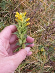 Rhinanthus serotinus