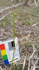 Prasophyllum occultans