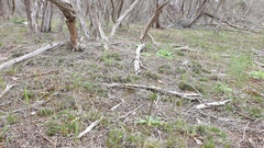 Prasophyllum occultans