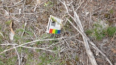 Prasophyllum occultans