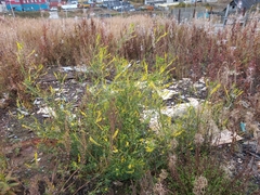 Melilotus officinalis