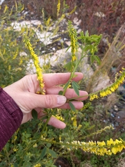 Melilotus officinalis