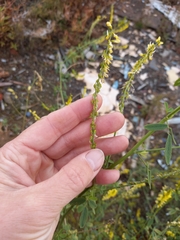 Melilotus officinalis