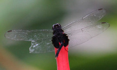 Erythemis