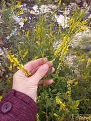Melilotus officinalis