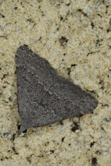 Dichromodes indicataria