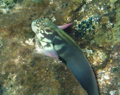 Black blenny (Ophioblennius atlanticus) — Blenniidae — 2
