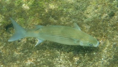 Photo of Thicklip grey mullet (Chelon labrosus)