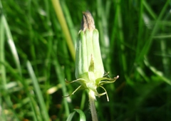 Taraxacum proximum