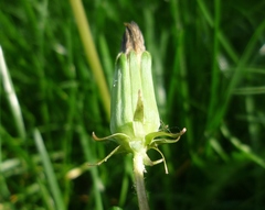 Taraxacum proximum
