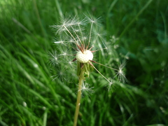 Taraxacum proximum