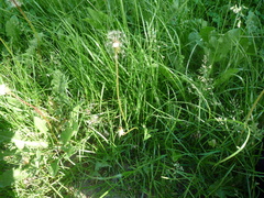 Taraxacum proximum