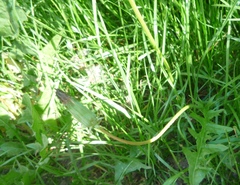 Taraxacum proximum