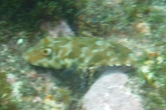 Sphoeroides marmoratus