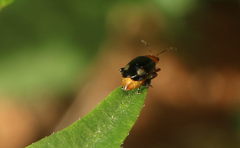 Luperomorpha vittata