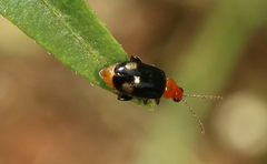Luperomorpha vittata