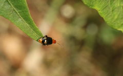 Luperomorpha vittata