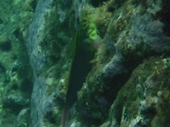 Ophioblennius atlanticus