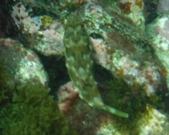Sphoeroides marmoratus
