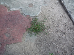 Polygonum arenastrum