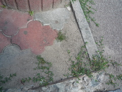 Polygonum arenastrum