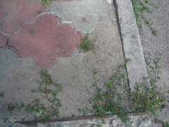 Polygonum arenastrum