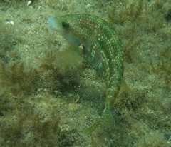 Symphodus caeruleus