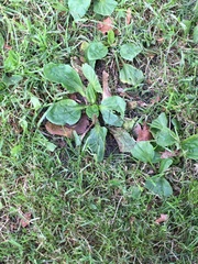Plantago major