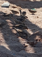 Passer domesticus