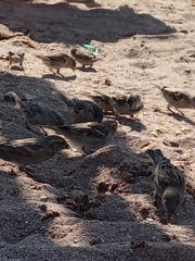 Passer domesticus