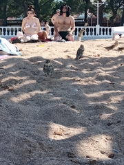 Passer domesticus