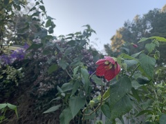 Callianthe